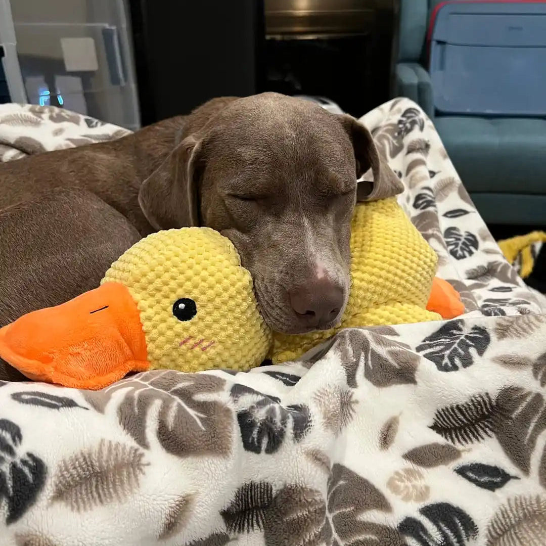 Beruhigendes Enten Hundespielzeug – Weiches Quietsch-Plüsch Entchen für Hunde | Langlebiges Kauspielzeug gegen Langeweile & Stress