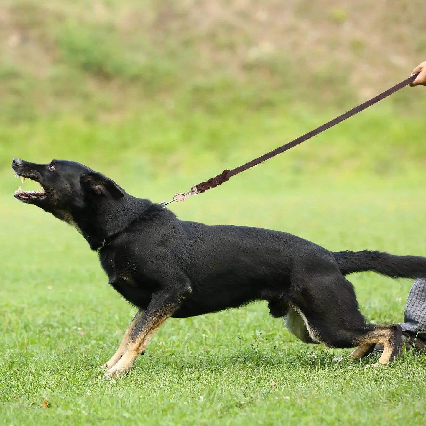 Echtes Leder Hundeleine – Geflochtene Lange Führleine für Mittelgroße und Große Hunde in Braun und Schwarz
