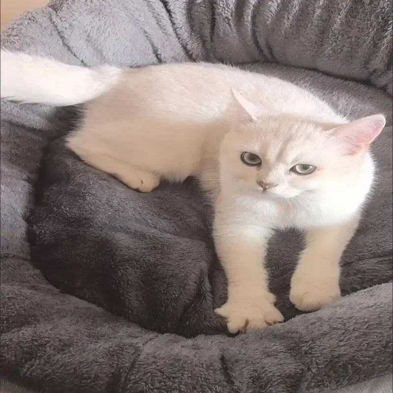 Sehr Weiches Warmes Hundebett – Flauschiger Haustierkorb & Katzenhaus Sofa für Mittelgroße und Große Hunde | Weiches Kissenbett Haustierzubehör